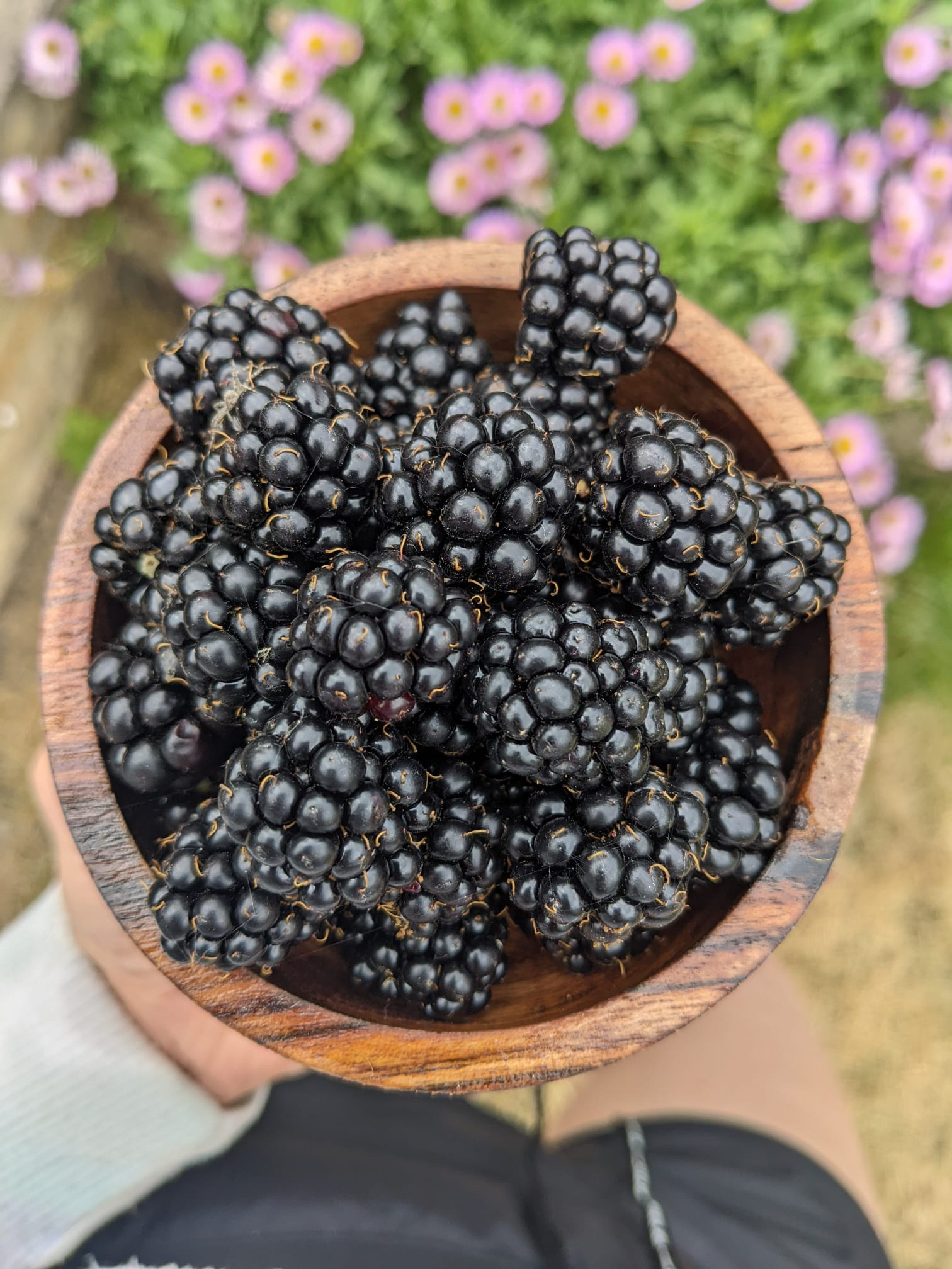 Bowl of home grown blackberries